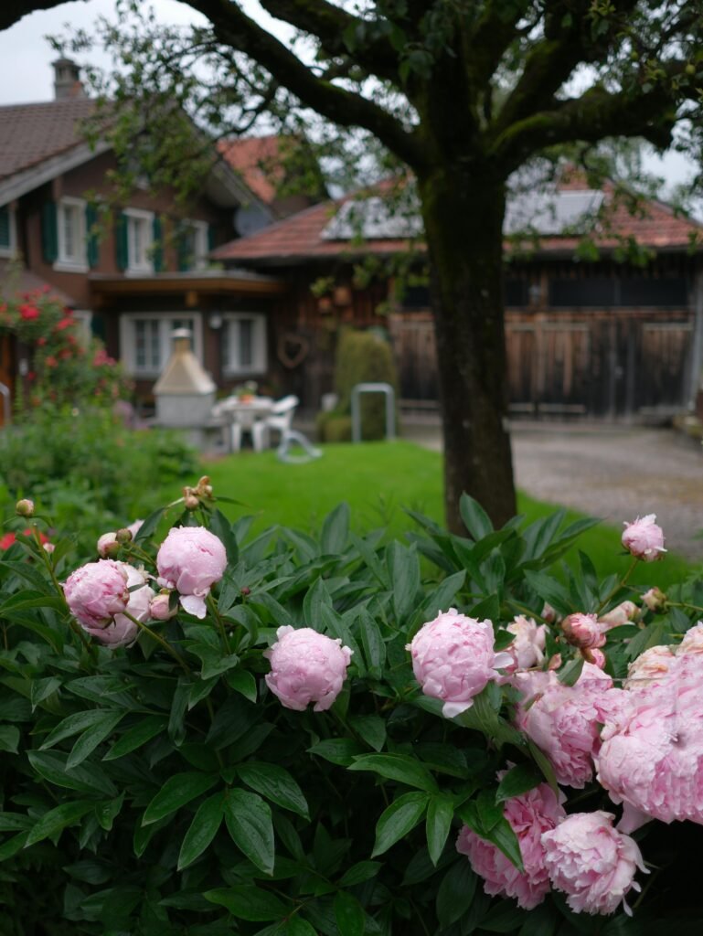 flowering plants