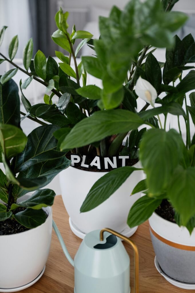 plant accessories