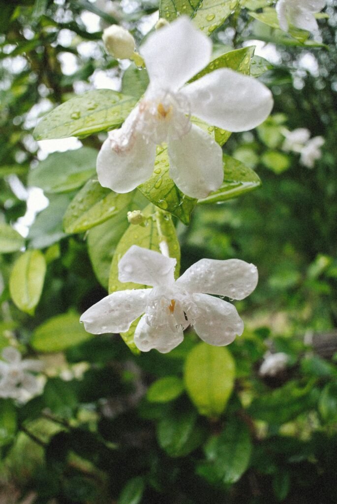  flowering plants