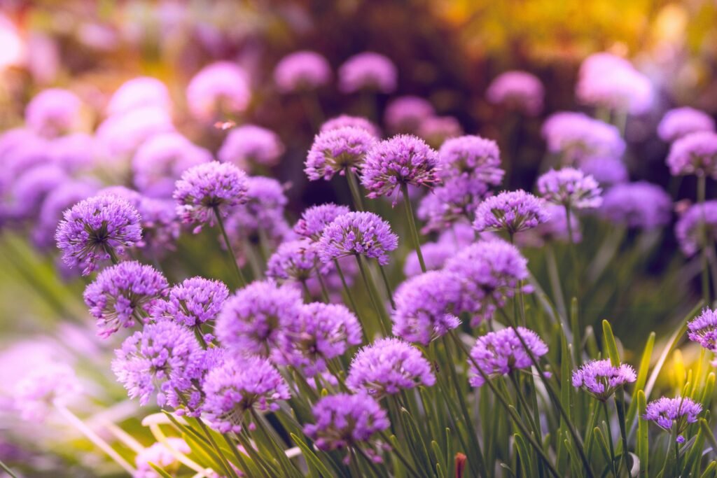 flowering plants 