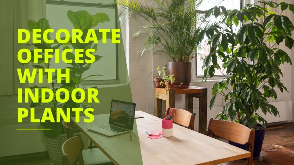 How to Decorate Kenyan Offices with Indoor Plants
