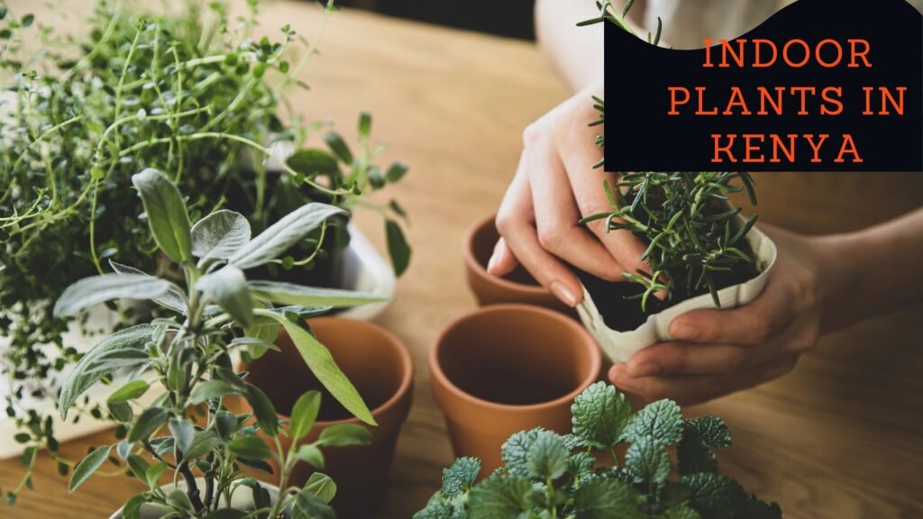 Indoor Plants to Improve Air Quality in Kenya
