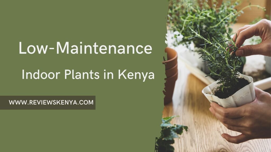 low-maintenance indoor plants in Kenya