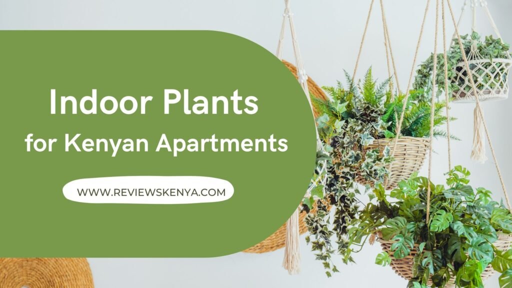 indoor plants for Kenyan apartments