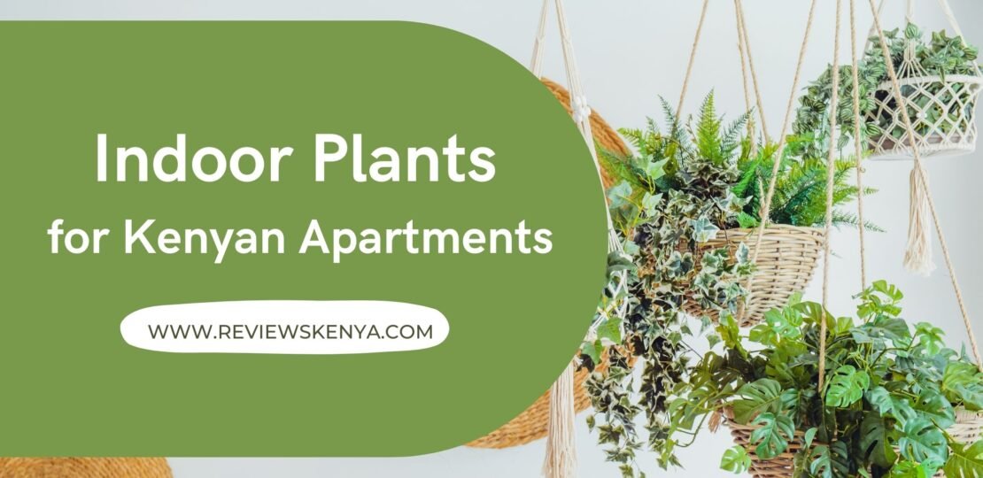 indoor plants for Kenyan apartments