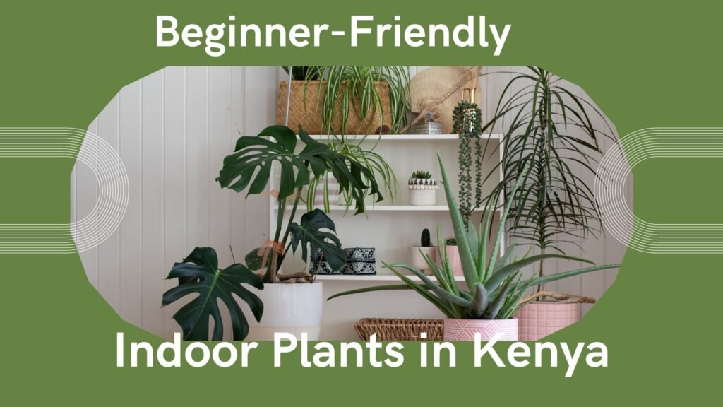 beginner indoor plants in Kenya