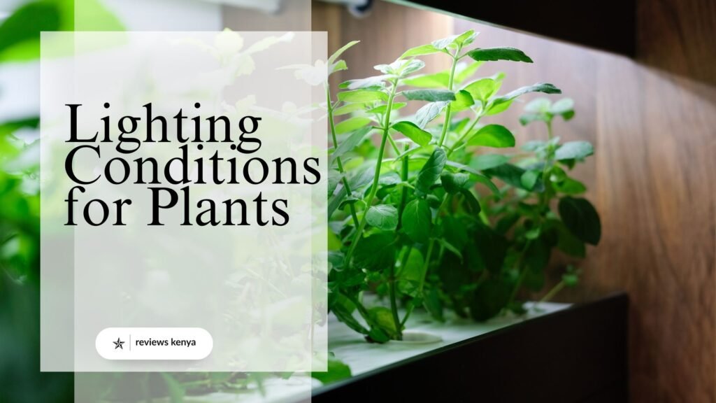 Lighting Conditions for Plants