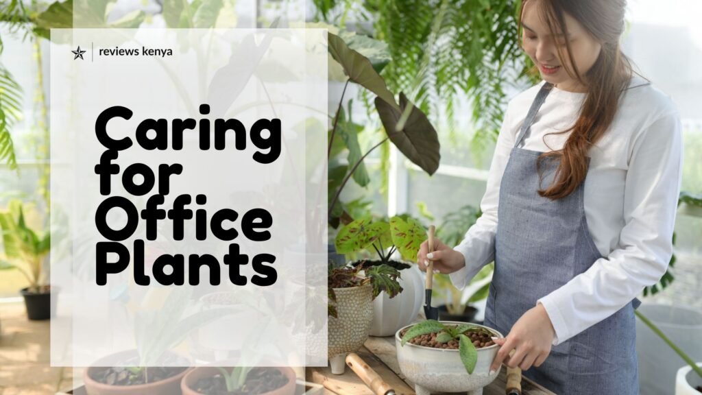 Caring for Office Plants