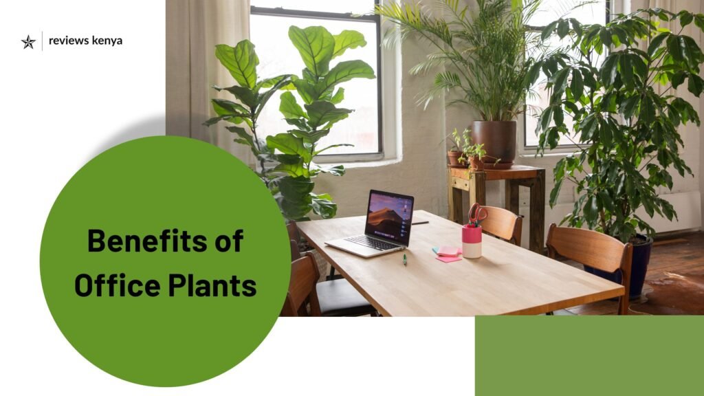 Benefits of Office Plants