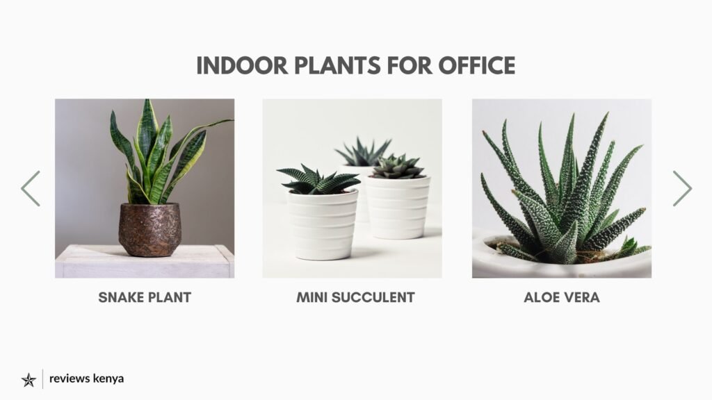 Indoor Plants for Office