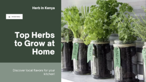 Best Herbs in Kenya to Grow at Home