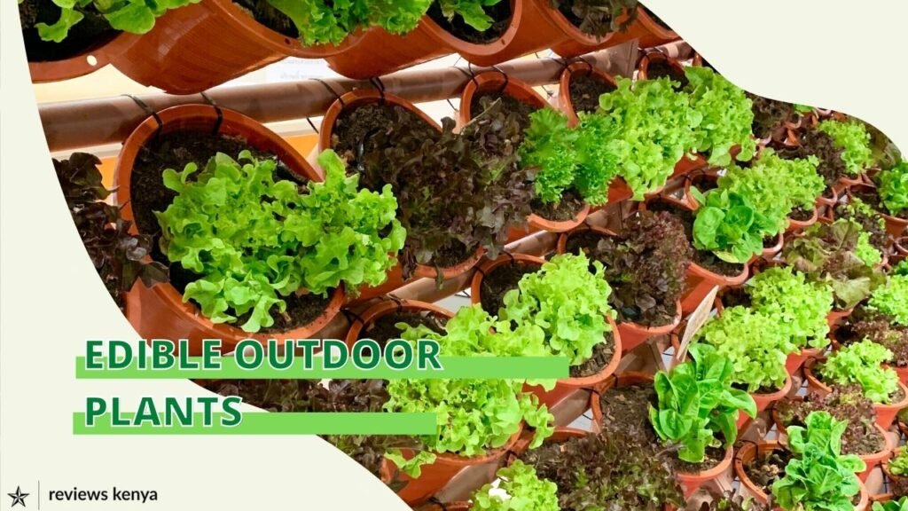 A vibrant Kenyan garden filled with edible outdoor plants like tomatoes, kale, and passion fruit.